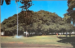 Postal de árbol baniano de Lahaina Maui Hawaii c1960 - Imagen 1 de 7