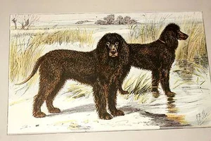 L'EPAGNEUL D'EAU IRLANDAIS MAHLER AQUARELLE MANUFRANCE - Bild 1 von 1