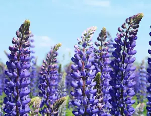 Blue Lupin Lupinus Angustifolius Wildflower 100g Approx 750 Bee Friendly Seeds - Picture 1 of 4