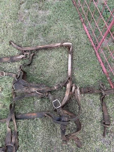 Vintage/antique Mule Harness With Two Tree Yokes - Picture 1 of 11