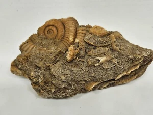 Dactylioceras Ammonite Group FOSSIL Schlaifhausen Germany 254g 120mm - Foto 1 di 6
