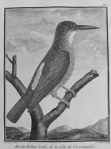 MARTIN PECHEUR VIOLET COROMANDEL INDE GRAVURE 1782 SONNERAT ORNITHOLOGIE S61 - Picture 1 of 2