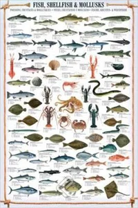 Educational Shellfish & Mollusks - Fische Krusten und Weichtiere Lernposter - Bild 1 von 26