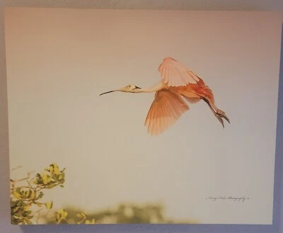 Fine Art Wrapped Canvas Roseate Spoonbill Photographer Nancy Falco 24x30 Giclee  - Image 1 of 4