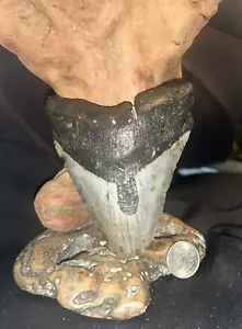 4.95 INCH REAL MEGALODON SHARK TOOTH BIG FOSSIL GENUINE PREHISTORIC MEG TEETH - Picture 1 of 3
