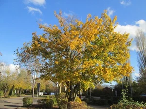 Acer campestre Hedge Maple Tree Seeds - Free Shipping - Bonsai - Picture 1 of 5