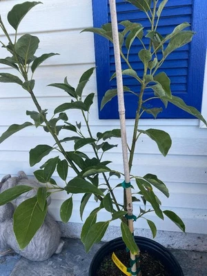 ÁRBOL DE AGUACATE MEXICOLA GRANDE INJERTADO (PERSEA AMERICANA) EN MACETA DE VIVERO DE 1 GALÓN Foto 1 de 4
