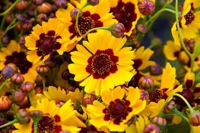SEEDVILLE USA 1000 GOLDEN WAVE COREOPSIS (Goldenmane Tickseed) Coreopsis Basalis Flower Seeds