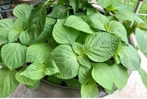 100 Shiso Seeds (Perilla frutescens) Beefsteak Herb Japanese Basil 10/25 Harvest - Picture 1 of 12