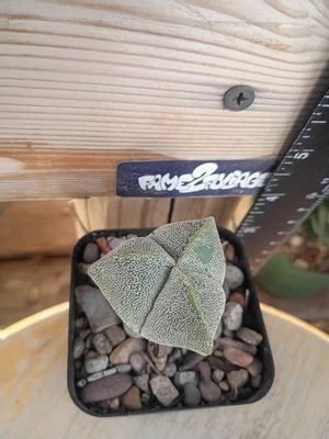Astrophytum Myriostigma 'Tricostatum' Cactus - Image 1 of 2