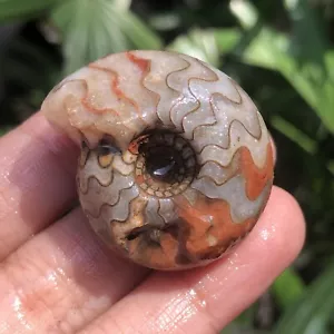 26G PERFECT!! EXTREME RARE WHOLE PERMIAN AMMONITE FOSSIL STURA CALCITE MOLLUSCA - Picture 1 of 12