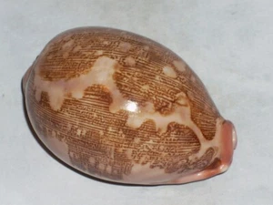 CYPRAEA MAPPA PANERYTHRA WOOOOOOOW - Picture 1 of 2