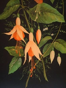 Pianta campana pesca frangi fiore fucsia arancio vecchia stampa litografica incorniciata antica - Foto 1 di 12
