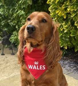 Wales England Scotland Ireland Dog Bandana For Football Rugby Siz Nations - Picture 1 of 9