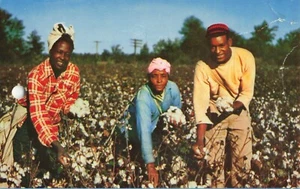 pc14624 postcard Picking Cotton Down South THREE none used - Picture 1 of 3