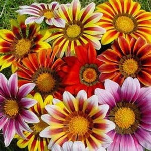 MEZCLA DE SOL GAZANIA (100 SEMILLAS) PERENNE - Imagen 1 de 7
