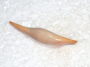 PHENACOVOLVA ROSEA WOOOOOOW - Picture 1 of 2