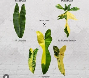 Philodendron Jennifer Variegated Super Rare (no Monstera) - Picture 1 of 9