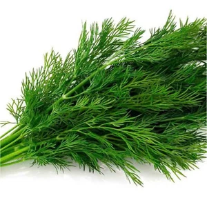 Dill about 3,300 seeds, Thai Dill seeds | Non-GMO | Free Shipping From Thailand - Picture 1 of 6
