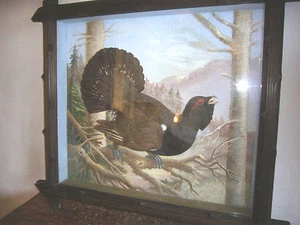 Auerhahn Pheasant, Chicken Animal prätaration tierprätarat Hunt Showcase Wild - Picture 1 of 1