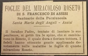 Blätter Roseto Miraculoso S. Francesco d’Assisi S. Maria degli Angeli Assisi (385 - Bild 1 von 2