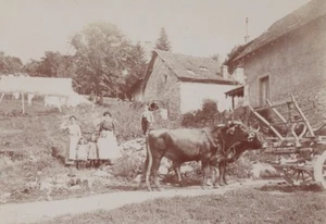Ox Cart Aix les Bains Street Scene Snapshot Instantaneous Photo 1900 - Imagen 1 de 3