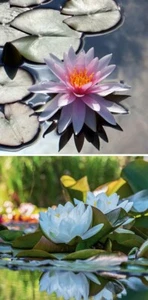 Blau-Weiße Seerose winterhart immergrüne Pflanzen Deko für den Teich gegen Algen - Bild 1 von 1