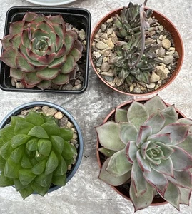 Succulent Mixed- 4Plants Echeveria Houseplant - Picture 1 of 10