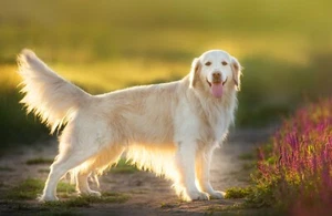 Fototapete - GOLDEN RETRIVER - (5859) - VLIES - Tapete - Tier Hund Lupus XXL - Bild 1 von 4