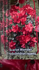 Japanische Azalee scarlet wonder , Rhododendron obtusum - Zwerg Alpenrose 