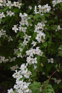 Minnesota Snowflake Mock-orange | Bare-root 18-24'' Height Tall - Picture 1 of 3