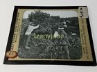 Historic Magic Lantern Glass Slide Mqfb Gathering Mulberry Leaves For Silkworms