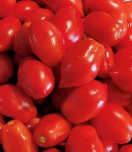 Ropreco Paste Tomato Seeds | Heirloom - Picture 1 of 1