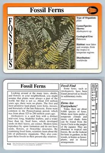 Fossil Ferns #9.12 - Fossils - Treasures Of The Earth Grolier Card - Picture 1 of 1