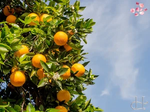 Alteya Organic Sweet Orange Oil 5ml/10ml – Uplifting & Balancing Essential Oil - Picture 1 of 17