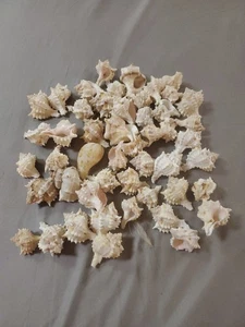 10 Stück Murex Haustellum Muscheln - Bastelschalen - Großschalen - Großhandel Muscheln - Bild 1 von 1