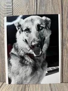 Vintage Black & White German Shepherd Dog Photograph 8x10 - Picture 1 of 2
