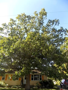 12 GHIANDE POST ROVERE - Quercus stellata - Foto 1 di 5