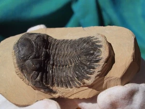 TRILOBITEN Hollardops Mesocristata Devon 393 Millionen Jahre Alt  - Bild 1 von 4
