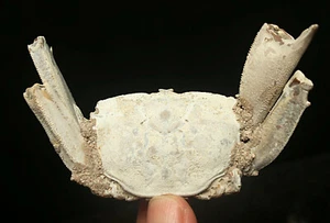 48g natürliche Krabbenfossilien Präparat aus Madagaskar 1 - Bild 1 von 9