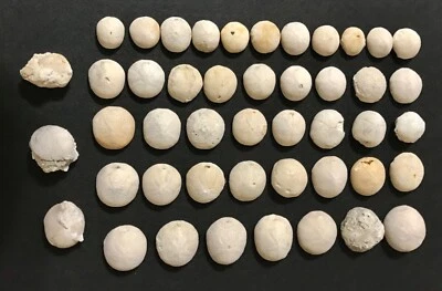 LOTE DE 46 A PRECIO AL POR MAYOR - FÓSILES EQUINOIDES, GALLETAS DE MAR, ERIZO DE LA EDAD CRETÁCEA Foto 1 de 4