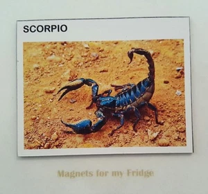 SCORPIO STAR SIGN HOROSCOPE SYMBOL 'The Scorpion' FRIDGE MAGNET - M302 - Picture 1 of 1