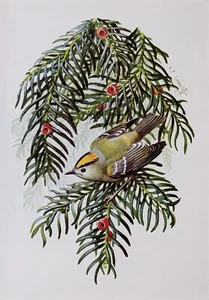 TUNNICLIFFE BIRD PRINT - GOLDCREST - Picture 1 of 1
