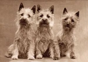 CAIRN TERRIER TRES LINDOS PERROS ENCANTADORES SALUDOS TARJETA NOTA - Imagen 1 de 1