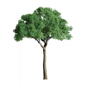 JTT SCENERY 94283 PROFESSIONAL SERIES 3/4" GREEN JACARANDA TREE 6/PK Z-SCALE - Picture 1 of 1