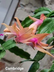 Schlumbergera Hybride "  Cambridge " - Bild 1 von 1