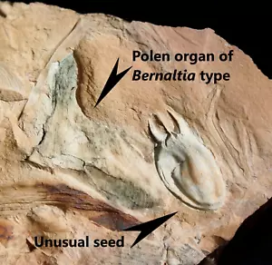 Seltene Pflanze Fossil Farn Pteridosperm Prepolen Organ & ungewöhnliche Samenfruchtung - Bild 1 von 9