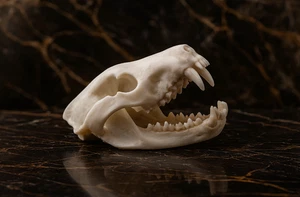 Premium Tasmanian Devil Skull Replica 1:1 Life-Size Anatomical Model NEW - Picture 1 of 4