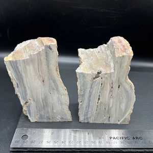 3,3 libras 2 madera petrificada natural rara madera áspera fósil mineral espécimen curación - Imagen 1 de 20