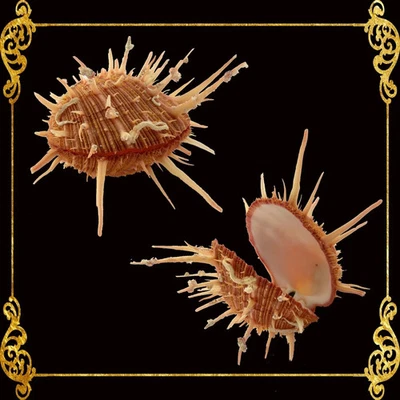 Spondylus Regius | Spiny Oyster | 4 - 6.9 Inches - Image 1 of 2